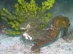 Seahorse Dream by Kent Keller 